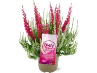 Landgard Vres obyčajný (Calluna vulgaris) 