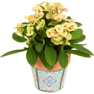 Tŕňová koruna vo farebnom kvetináči (Ø 6 cm) ako izbová rastlina. Kvitnúca Euphorbia milii v terakotovom kvetináči.