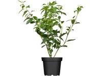 OBI Zlatica Lynwood Gold, 50-60 cm, kvetináč cca 3,5 l