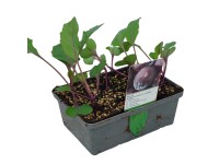 Landgard Kapusta červená (Brassica oleracea var. capitata f. rubra) 6 ks v miske