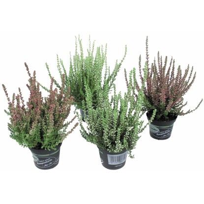 Vres farebný mix priemer kvetináča cca 11 cm