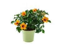 GROW by OBI Ibištek čínska ruža (rosa-sinensis) oranžový cca pr. 17 cm