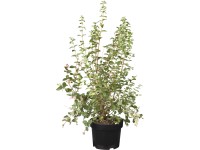 Imelovník Doorenbosov 