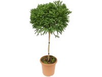 Grow by OBI Kryptoméria japon. 