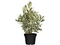 Landgard Brčlen japonský (Euonymus japonicus) cca výška 30-40 cm, 2 l