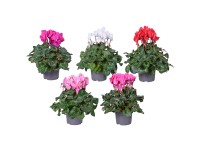 Cyklámen perzský (Cyclamen persicum), zelená, pr. kv. 11 cm