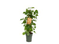 Machovka peruánska (Physalis peruviana) výška 90-110 cm, kvetináč 7,5 l