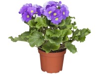 Landgard Prvosienka čaškovitá (Promula obconica) 