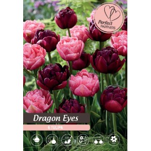 Detail ružových a bordových tulipánov Dragon Eyes, zmes cibuľovín.