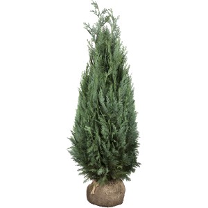 Modrý cypruštek Columnaris, cca 140-160 cm vysoký, balený. Ideálny ako živý plot alebo solitérna rastlina.