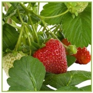 Jahoda 'Strawberry Delizz' v kvetináči s červenými a zelenými jahodami a zelenými listami.