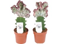 Korálový kaktus (Euphorbia lactea) 