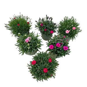Farebná zmes klinčekov GROW by OBI (Dianthus caryophyllus) v kvetináči, rôzne farby.