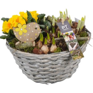 Jarné aranžmán v košíku s narcismi, prvosienkami a dekoratívnym vtáčikom. Kvetináč cca 24 cm.