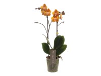Orchidea motýlokvetá (Orchidea Phalaenopsis), rôzne farby, 35-50 cm, pr. 12 cm