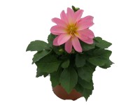 Dahlia, priemer kvetináča 12 cm