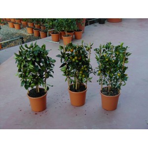 Citrus Spalier rôzne odrody v kvetináči, zelené listy a čiastočne zrelé plody.
