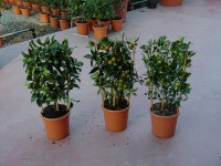 Špalier citrusov priemer kvetináča cca 14 cm rôzne druhy
