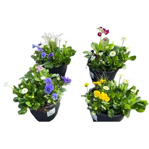 Spring Break Trio: Osadená misa s farebnými jarnými kvetmi v kvetináči, cca 19 cm Ø.