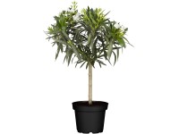 GROW by OBI Oleander obyčajný (Nerium oleander) výška 100-120 cm, pr. 26 cm