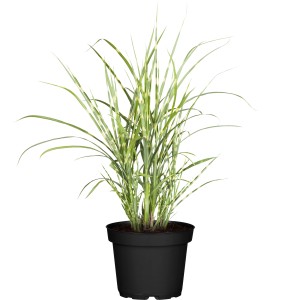 GROW by OBI Zebra tráva Strictus Dwarf v kvetináči, okrasná čínska okrasná tráva so žlto-zelenými listami.