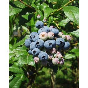 ARBOEKO Čučoriedka chocholíkatá (Vaccinium corymbosum) "Berkley" K2,5 30-40