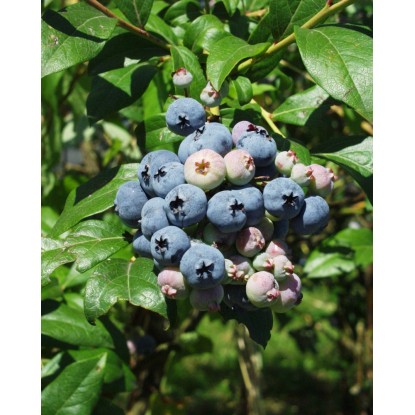 ARBOEKO Čučoriedka chocholíkatá (Vaccinium corymbosum) "Duke" K7,5 60-80