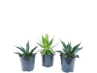 Agáve americká (Agava Americana)