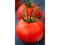 Dužinatý rajčiak priemer kvetináča cca 9 cm Solanum