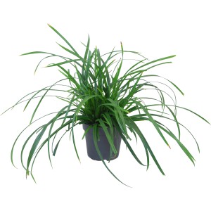 Zelená ostrica (Carex morrowii) Irish Green v kvetináči, okrasná tráva do záhrady a na terasu.