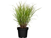 Grow by OBI Proso prútnaté Cheyenne Sky, pr. kv. 19 cm