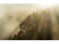 Komar Samolepiace vliesové fototapety Foggy Sunshine 400 x 250 cm