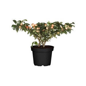 Plazivá skalník Coral Beauty (Cotoneaster dammeri) v kvetináči, vždyzelená s lesklými listami a oranžovými bobuľami.