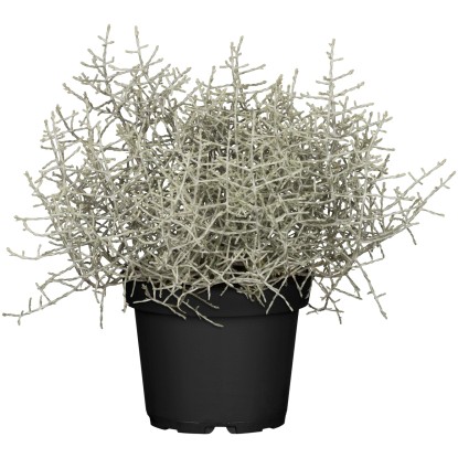 Strieborný drôtik (Calocephalus) pr. kv. cca 11 cm