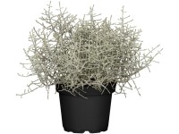 Strieborný drôtik (Calocephalus) pr. kv. cca 11 cm