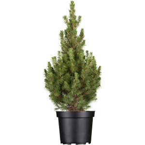 Zakrslý smrek Conica v kvetináči, výška cca 50-60 cm, svetlozelené ihličie.