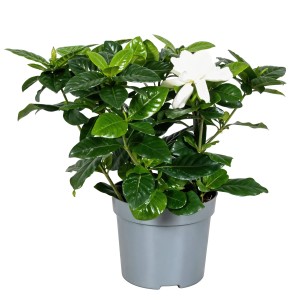 Gardénia (Gardenia jasminoides) v kvetináči, priemer cca 13 cm, s krémovo bielym kvetom a zelenými listami.