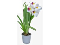 Miltónia 2-výhonková