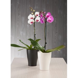 Kvetináče na orchidey Scheurich 608, antracitové a biele, s kvitnúcimi orchideami.