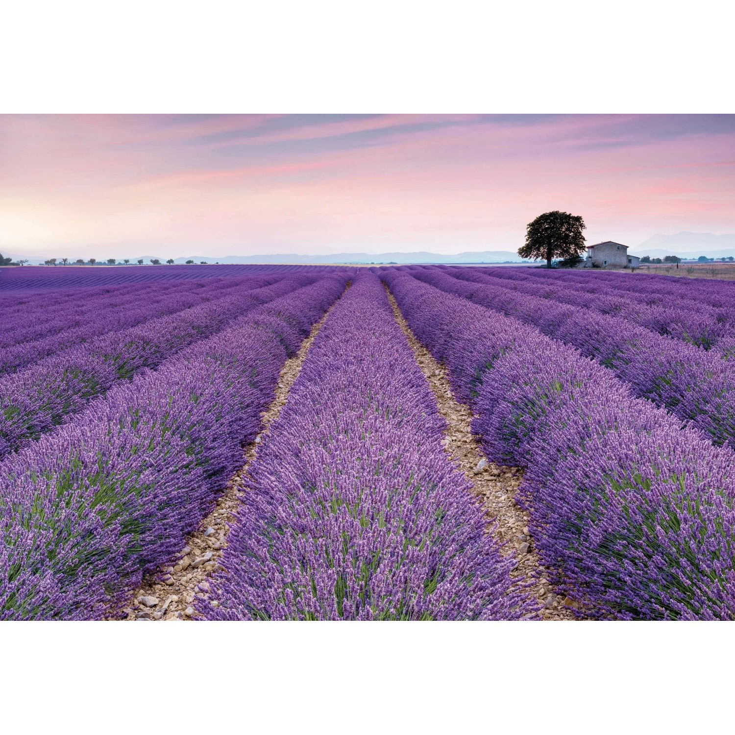 E-shop Komar Vliesová fototapeta Provence 400 x 260 cm