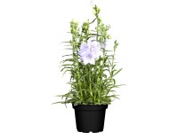 GROW by OBI Zvonček broskyňový (Campanula persicifolia), pr. kvetináča 19 cm