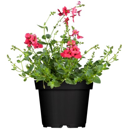 OBI Diascia priemer kvetináča cca 11 cm Diascia