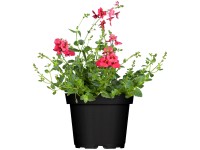 Ostrohatka pr. kvetináča cca 11 cm