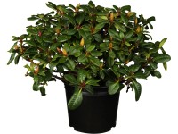 OBI Rododendron plazivý 