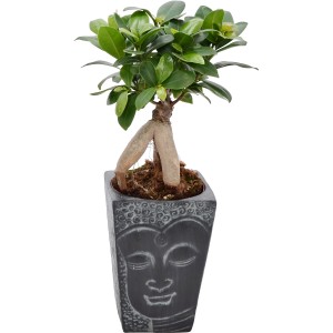 Ficus Ginseng Bonsai v sivom keramickom kvetináči s motívom Budhu, kvetináč cca 12 cm Ø.