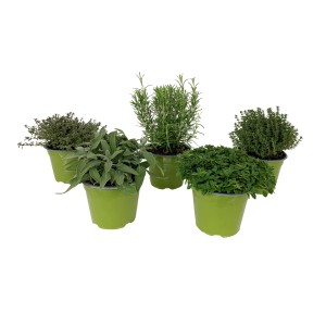 Talianska bylinná zmes GROW by OBI s tymianom, oreganom, rozmarínom a šalviou v zelených kvetináčoch.
