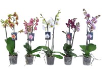 Orchidea motýľokvetá 