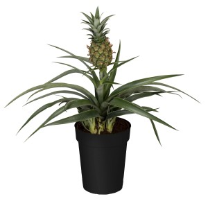 GROW by OBI Ananásovník 'Candido' v čiernom kvetináči, cca 12 cm Ø.