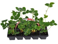 MONTANO Jahoda stáleplodiaca (Fragaria) 