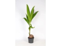 Royal Lemkes Kokosovník orechoplodý (Cocos nucifera) cca výška 100 cm, pr. 19cm